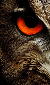 owl2.jpg
